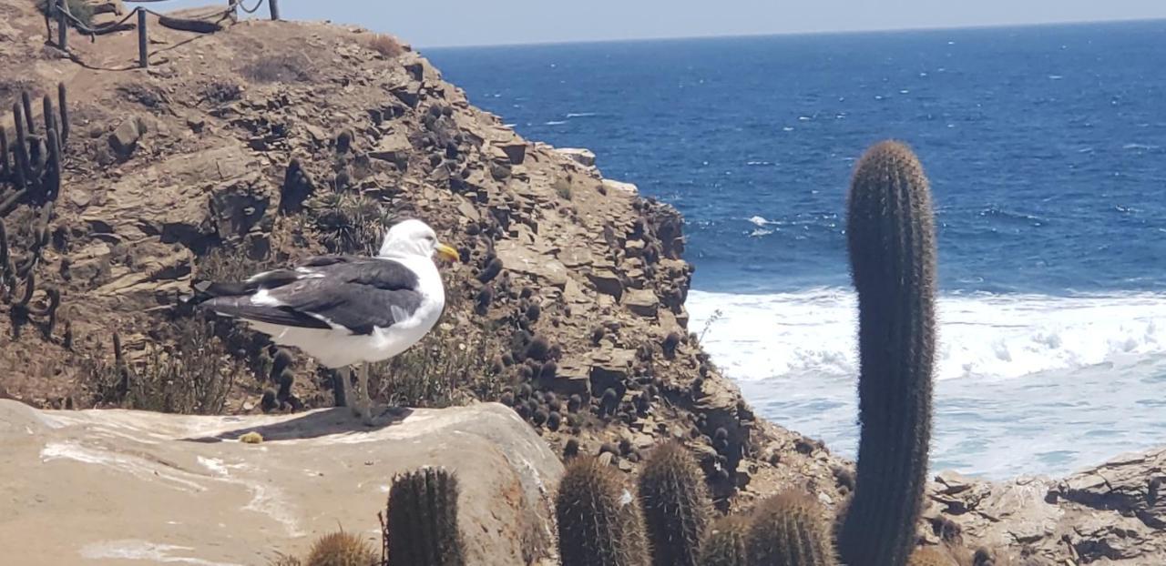 Cabanas Aire Marino Algarrobo Zewnętrze zdjęcie