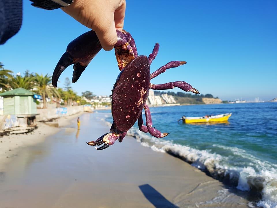 Cabanas Aire Marino Algarrobo Zewnętrze zdjęcie